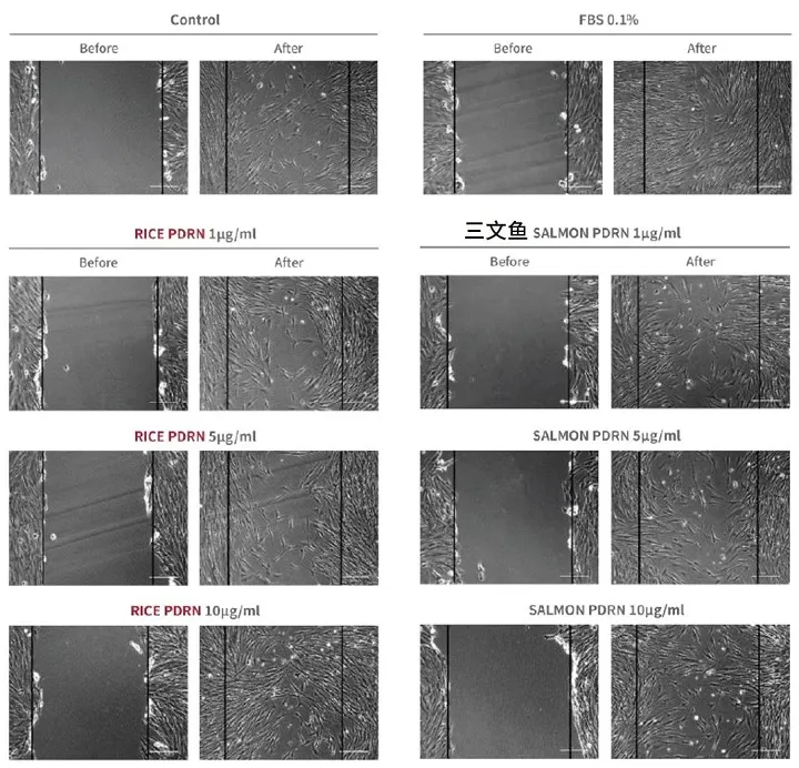 A series of before and after cellular images comparing control, rice PDRN, and salmon PDRN treatments at various concentrations